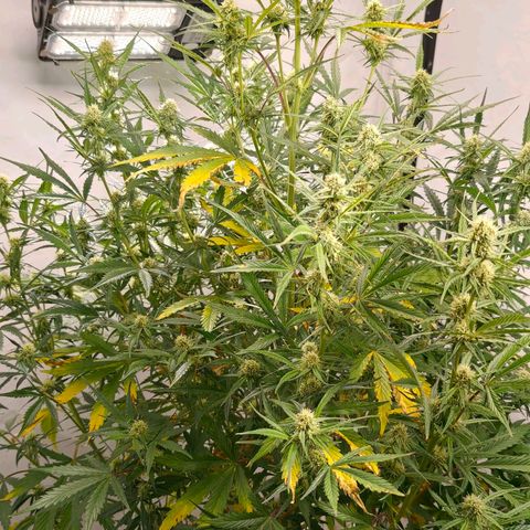 Flacher roter Brei growlog timeline photo