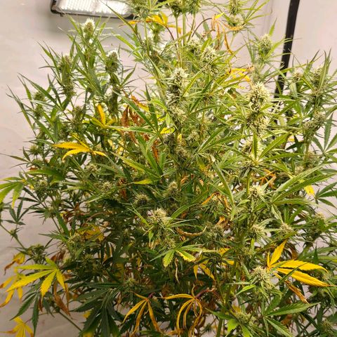 Flacher roter Brei growlog timeline photo