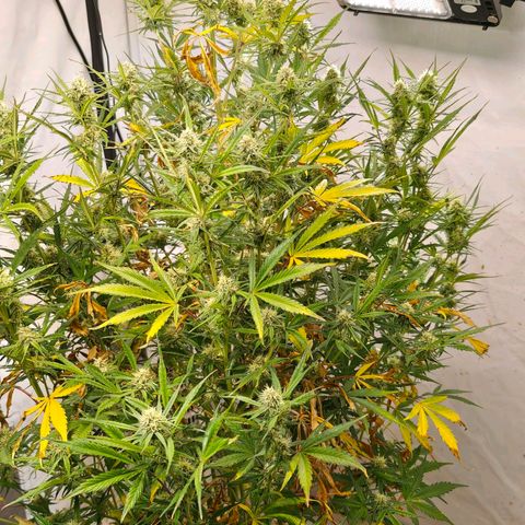 Flacher roter Brei growlog timeline photo