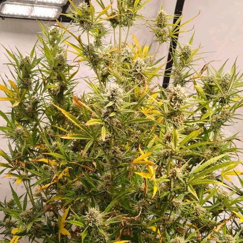 Flacher roter Brei growlog timeline photo