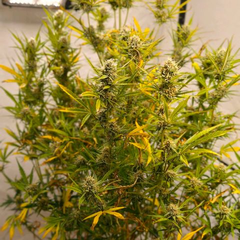 Flacher roter Brei growlog timeline photo