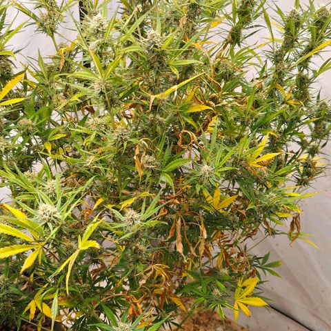 Flacher roter Brei growlog timeline photo