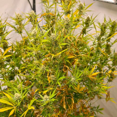 Flacher roter Brei growlog timeline photo