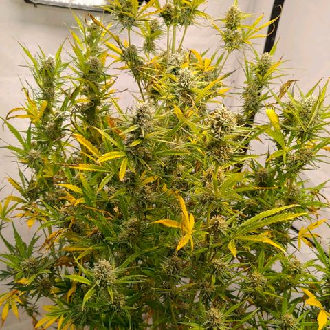 Flacher roter Brei growlog timeline photo