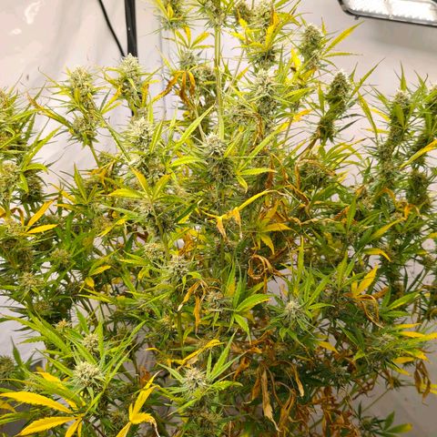 Flacher roter Brei growlog timeline photo