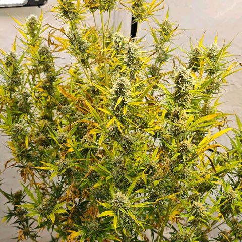 Flacher roter Brei growlog timeline photo