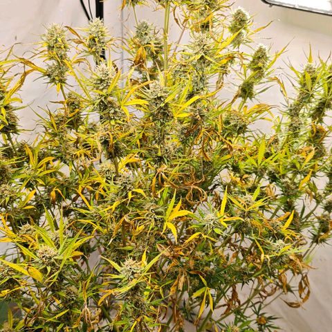 Flacher roter Brei growlog timeline photo