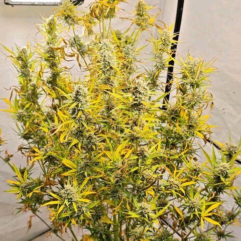 Flacher roter Brei growlog timeline photo