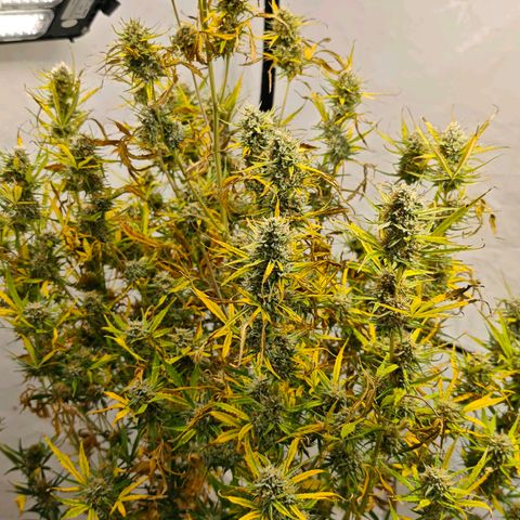 Flacher roter Brei growlog timeline photo