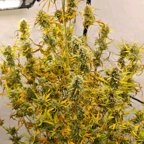 Flacher roter Brei growlog timeline photo