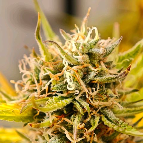 Flacher roter Brei growlog timeline photo