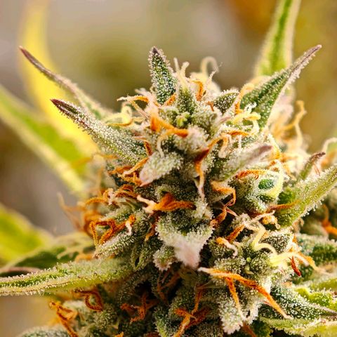 Flacher roter Brei growlog timeline photo