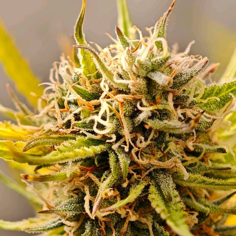 Flacher roter Brei growlog timeline photo