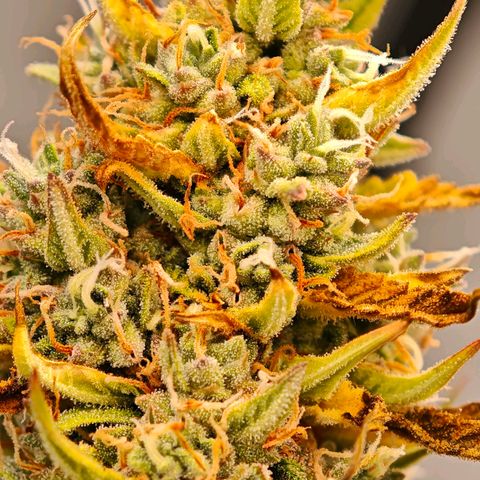 Flacher roter Brei growlog timeline photo