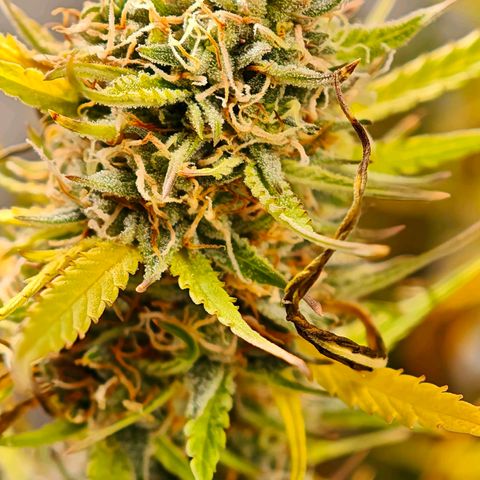Flacher roter Brei growlog timeline photo