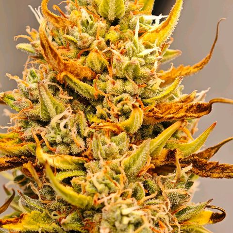 Flacher roter Brei growlog timeline photo