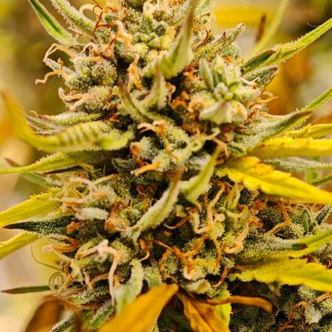 Flacher roter Brei growlog timeline photo