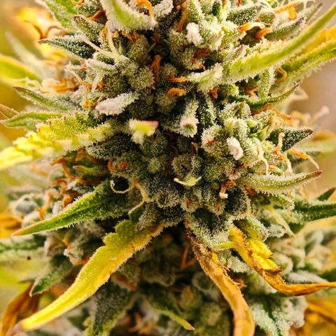 Flacher roter Brei growlog timeline photo