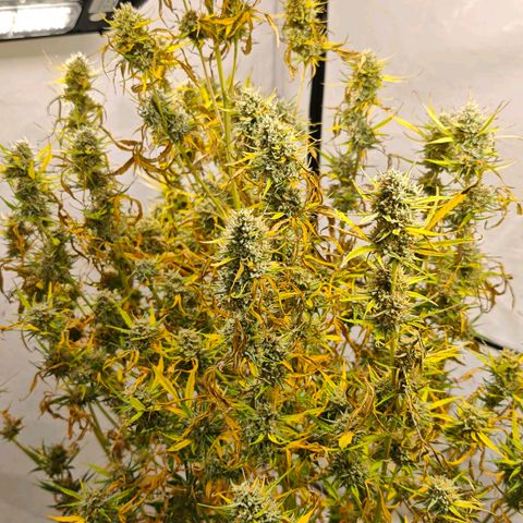 Flacher roter Brei growlog timeline photo