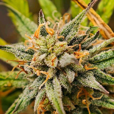 Flacher roter Brei growlog timeline photo