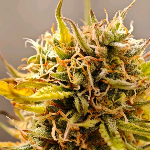 Flacher roter Brei growlog timeline photo