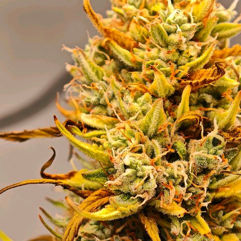 Flacher roter Brei growlog timeline photo