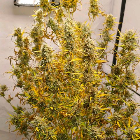 Flacher roter Brei growlog timeline photo