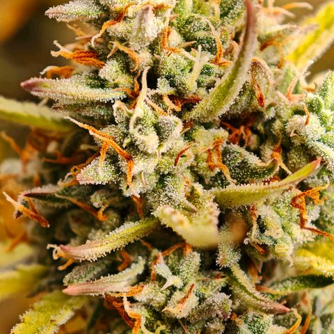 Flacher roter Brei growlog timeline photo