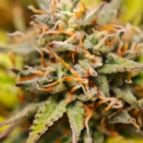 Flacher roter Brei growlog timeline photo