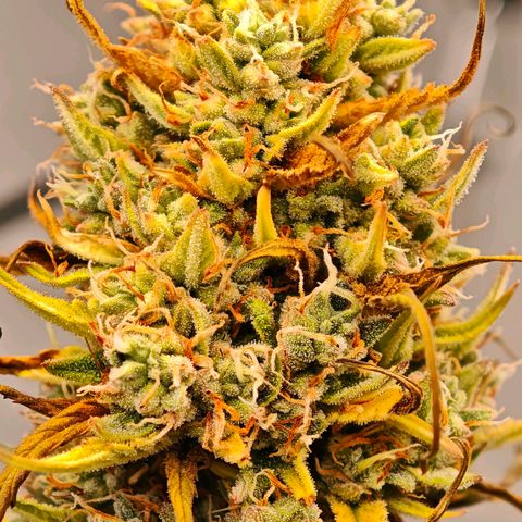 Flacher roter Brei growlog timeline photo