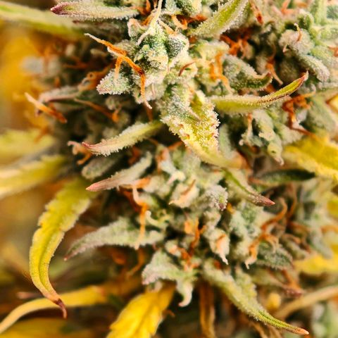 Flacher roter Brei growlog timeline photo