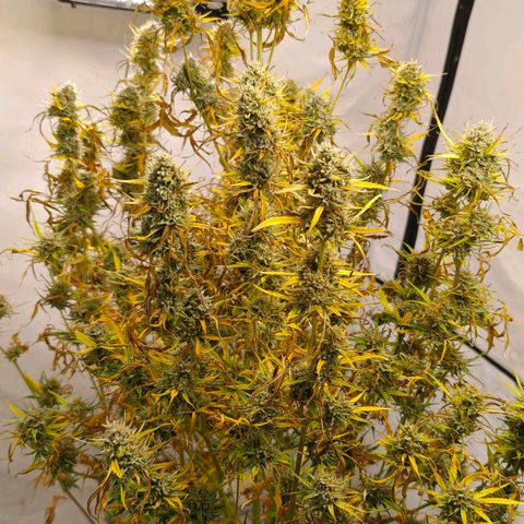 Flacher roter Brei growlog timeline photo