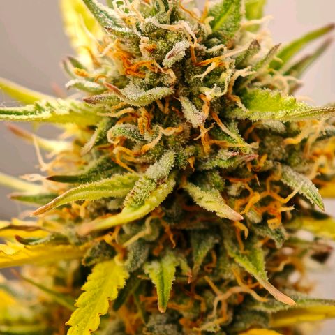 Flacher roter Brei growlog timeline photo