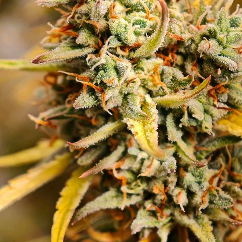 Flacher roter Brei growlog timeline photo