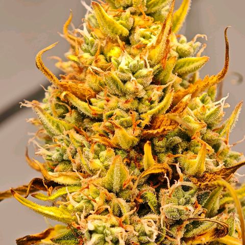 Flacher roter Brei growlog timeline photo