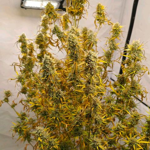 Flacher roter Brei growlog timeline photo