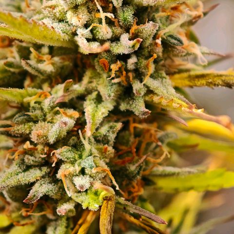 Flacher roter Brei growlog timeline photo