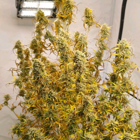 Flacher roter Brei growlog timeline photo