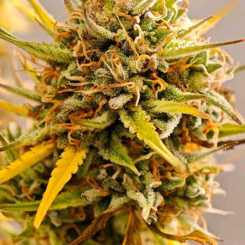 Flacher roter Brei growlog timeline photo