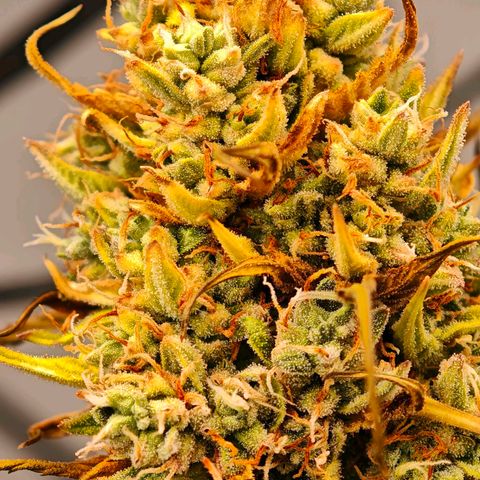 Flacher roter Brei growlog timeline photo