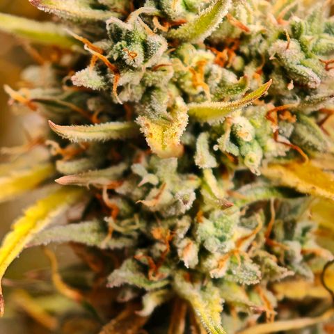 Flacher roter Brei growlog timeline photo