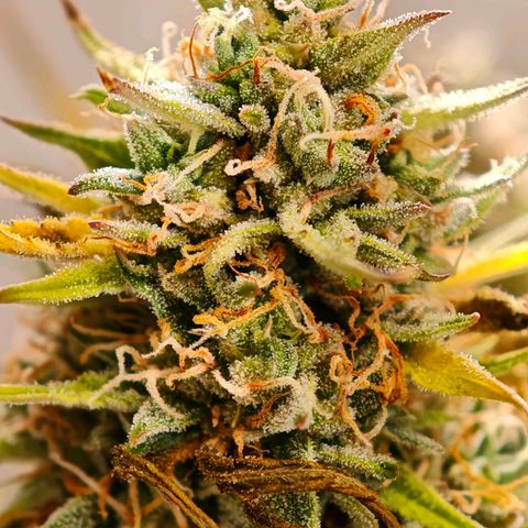 Flacher roter Brei growlog timeline photo