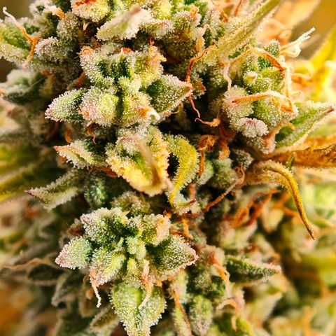 Flacher roter Brei growlog timeline photo