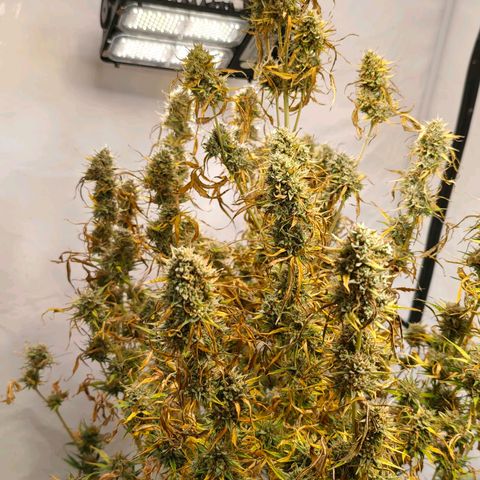 Flacher roter Brei growlog timeline photo