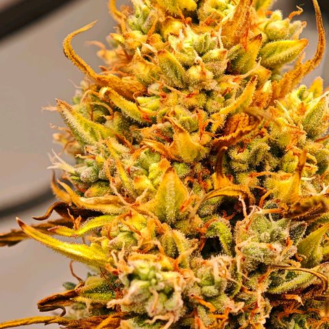 Flacher roter Brei growlog timeline photo