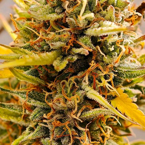 Flacher roter Brei growlog timeline photo