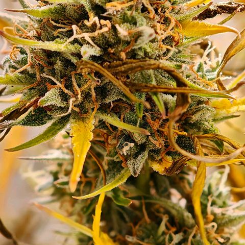 Flacher roter Brei growlog timeline photo