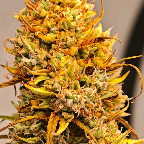 Flacher roter Brei growlog timeline photo