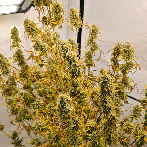 Flacher roter Brei growlog timeline photo