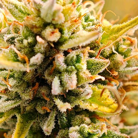 Flacher roter Brei growlog timeline photo